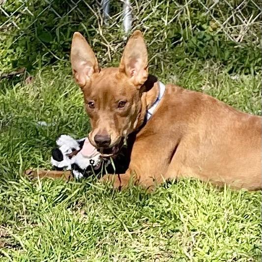 Elijah Grey, a Adoptable Hound in Livingston, TX image 5/6