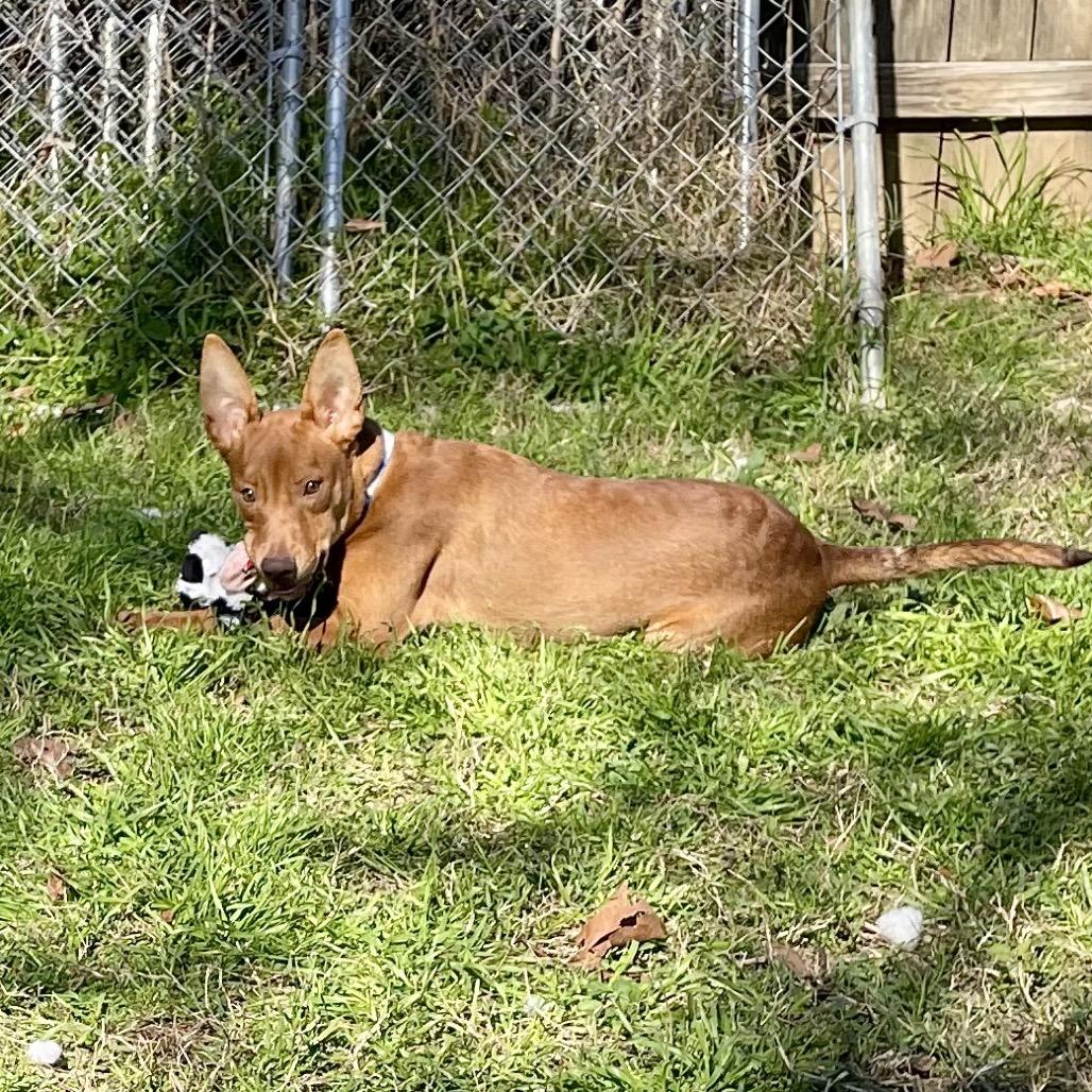 Elijah Grey, a Adoptable Hound in Livingston, TX image 6/6
