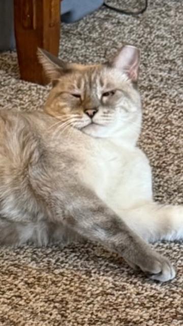 ZoomZoom, Adoptable, Adult Male Siamese.