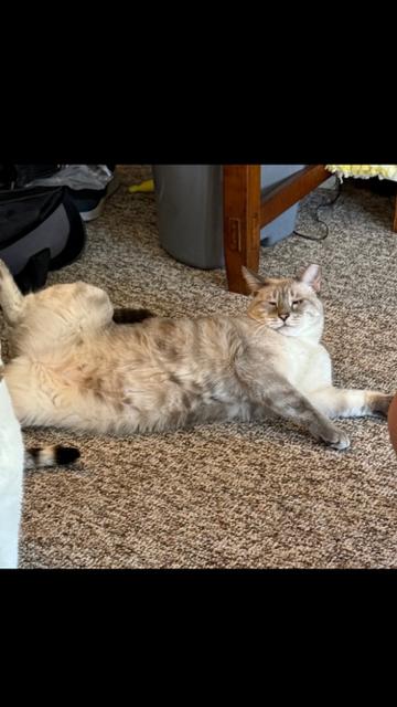 Enlarge ZoomZoom, a Adoptable mixed breed in Boone, CO image 2/2