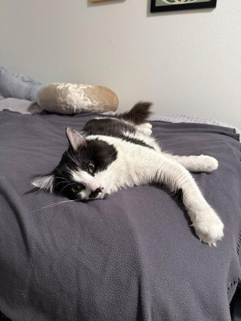 JC - Louie, Adoptable, Young Male Domestic Medium Hair.