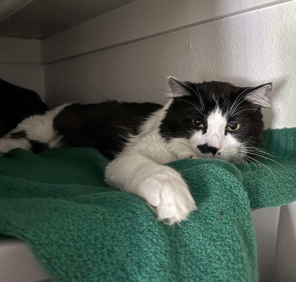 JC - Louie, a Adoptable Domestic Medium Hair in Battle Ground, WA image 2/3