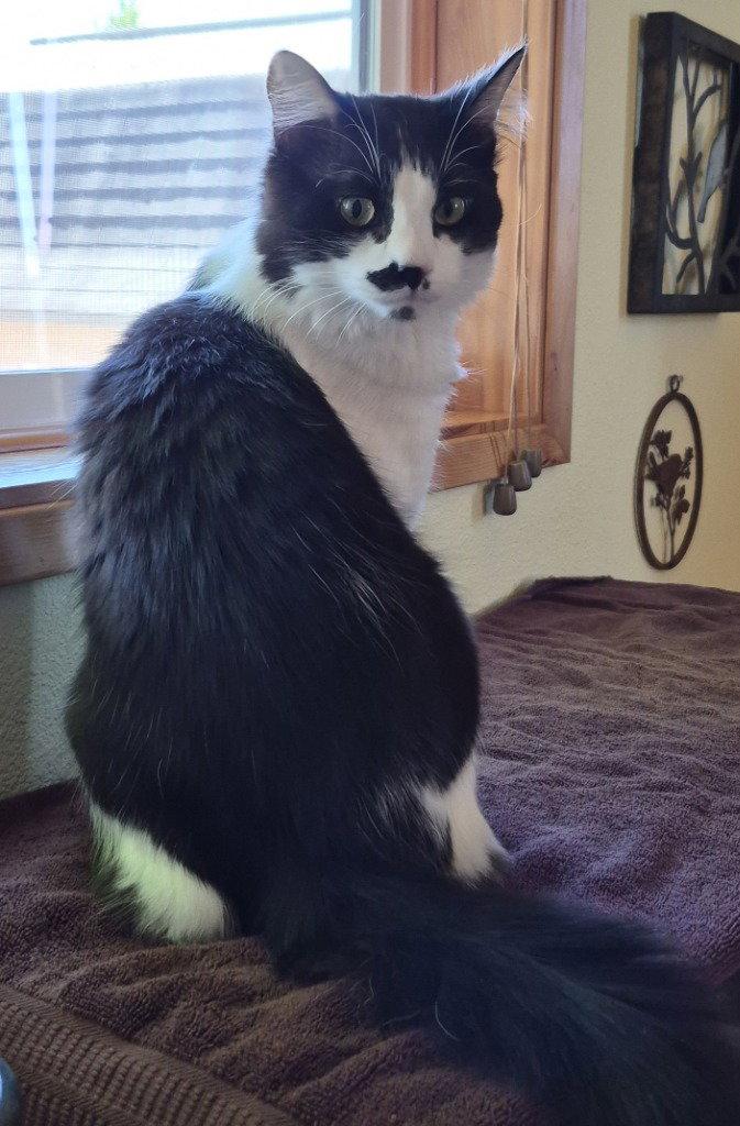 JC - Louie, a Adoptable Domestic Medium Hair in Battle Ground, WA image 3/3