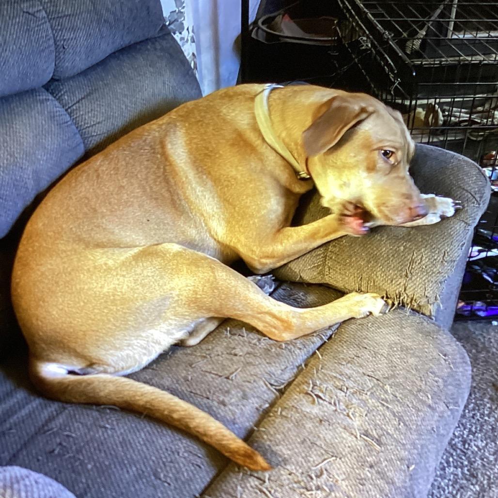 Ginger, Adoptable, Puppy Female Shepherd & Cane Corso.