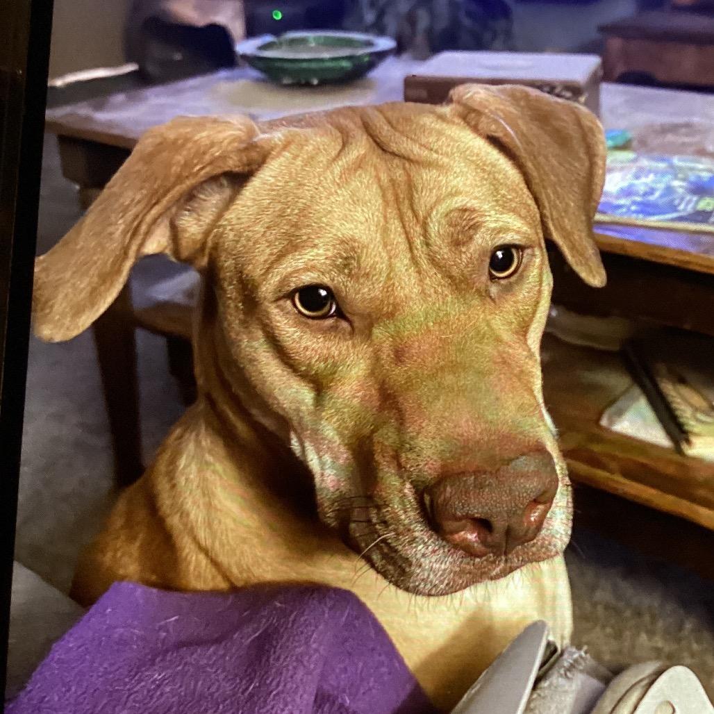 Enlarge Ginger, a Adoptable mixed breed in Cashmere, WA image 2/5