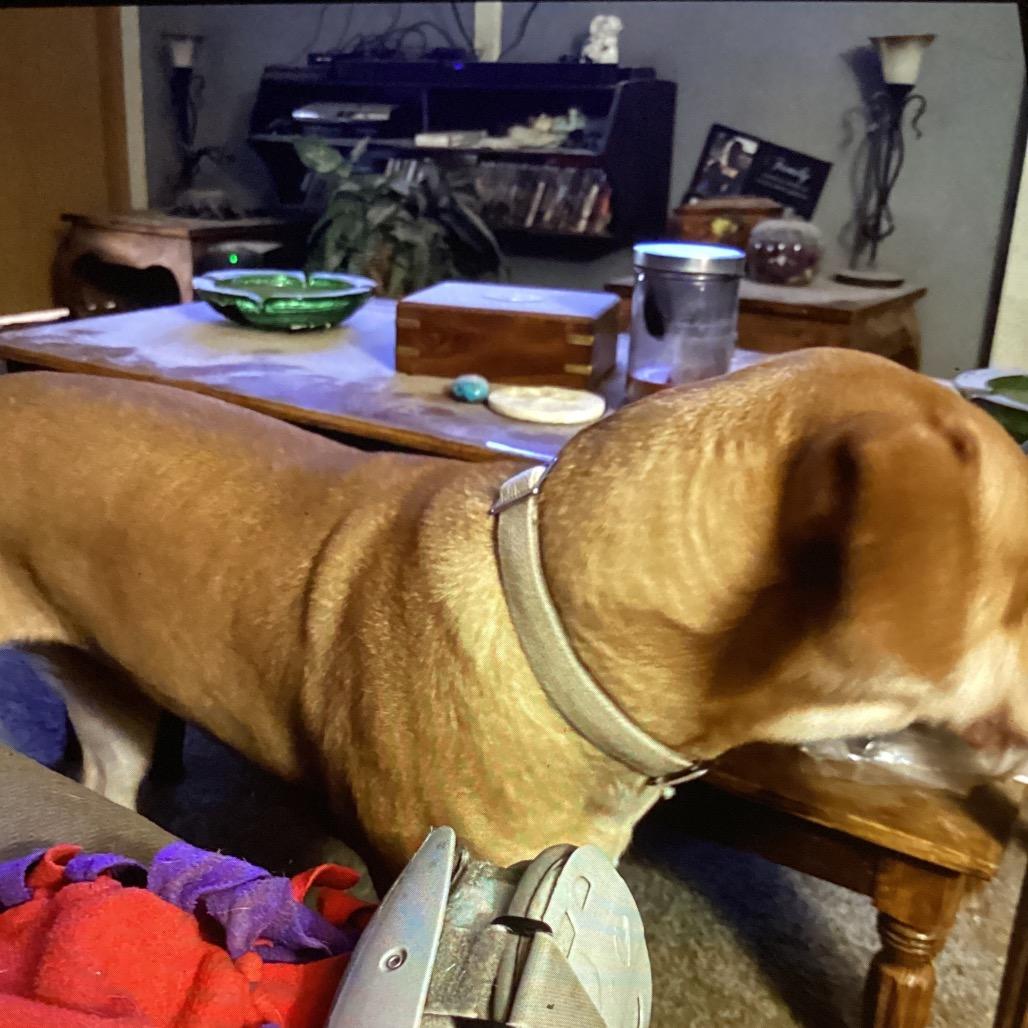 Enlarge Ginger, a Adoptable mixed breed in Cashmere, WA image 3/5