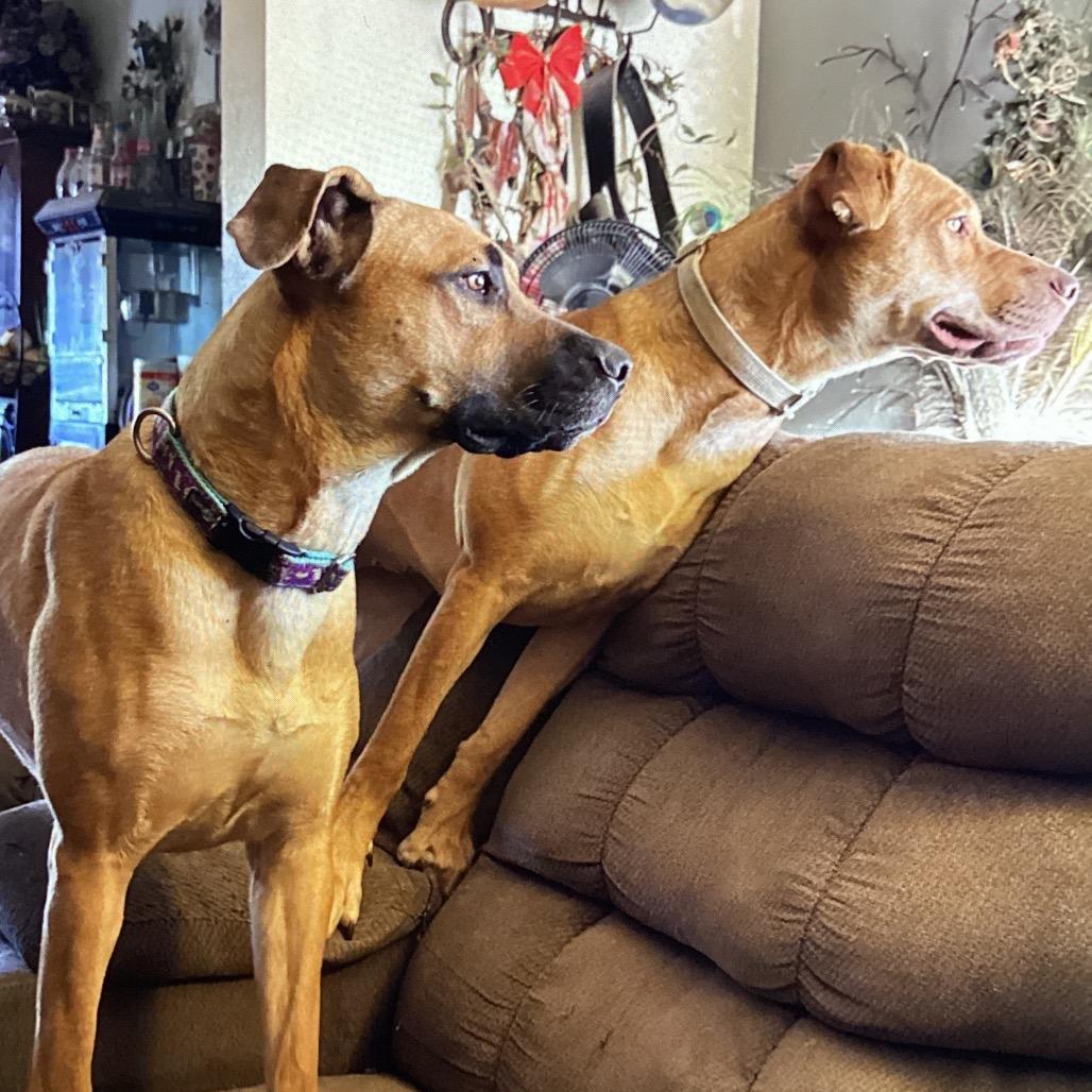 Enlarge Ginger, a Adoptable mixed breed in Cashmere, WA image 4/5