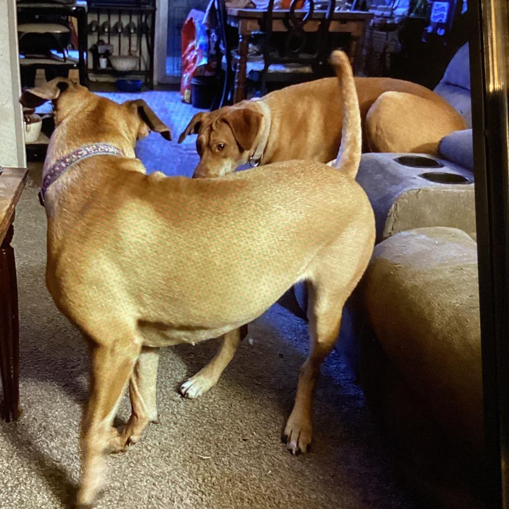 Enlarge Ginger, a Adoptable mixed breed in Cashmere, WA image 5/5