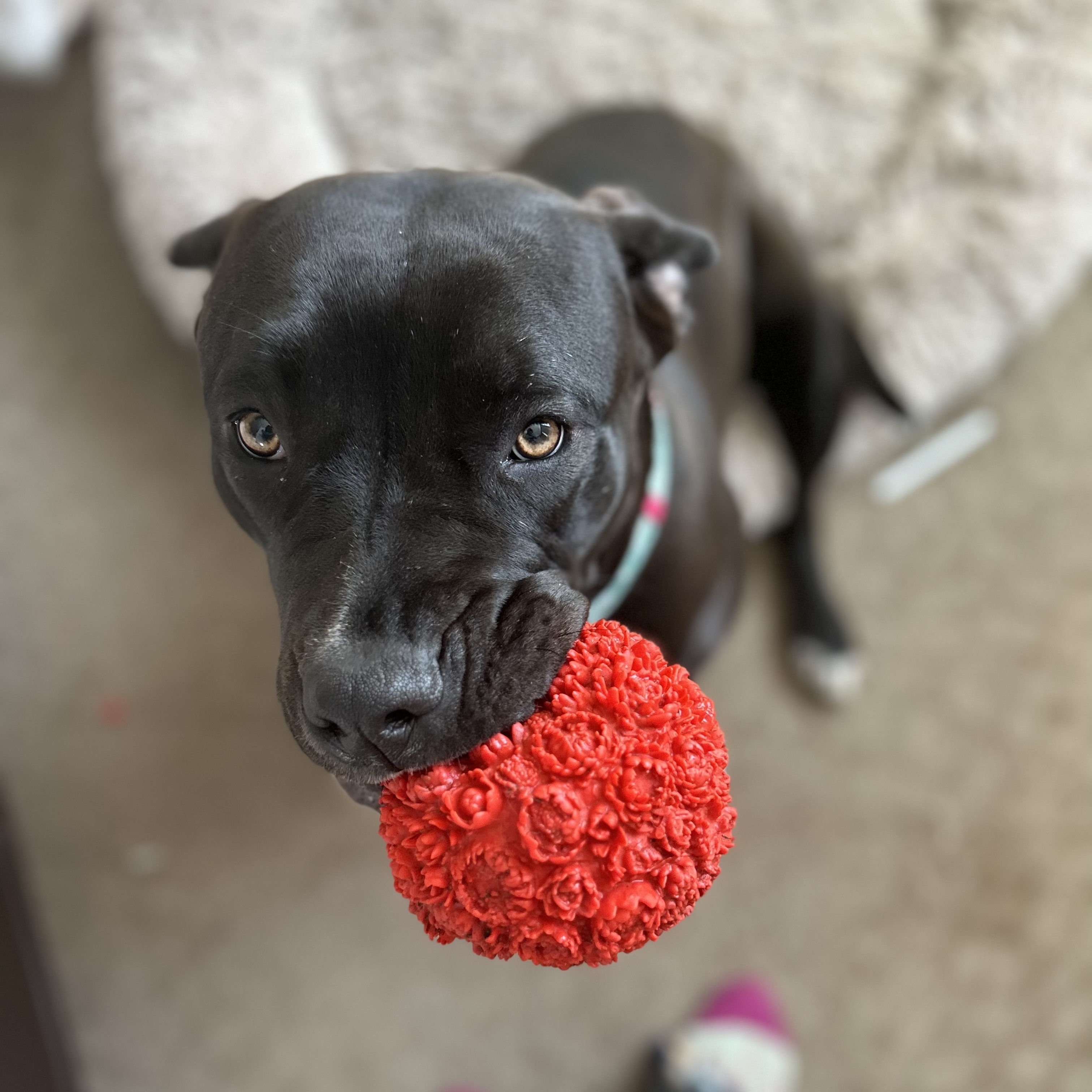 Enlarge Tessa, a Adoptable mixed breed in Huntington Beach, CA image 3/6