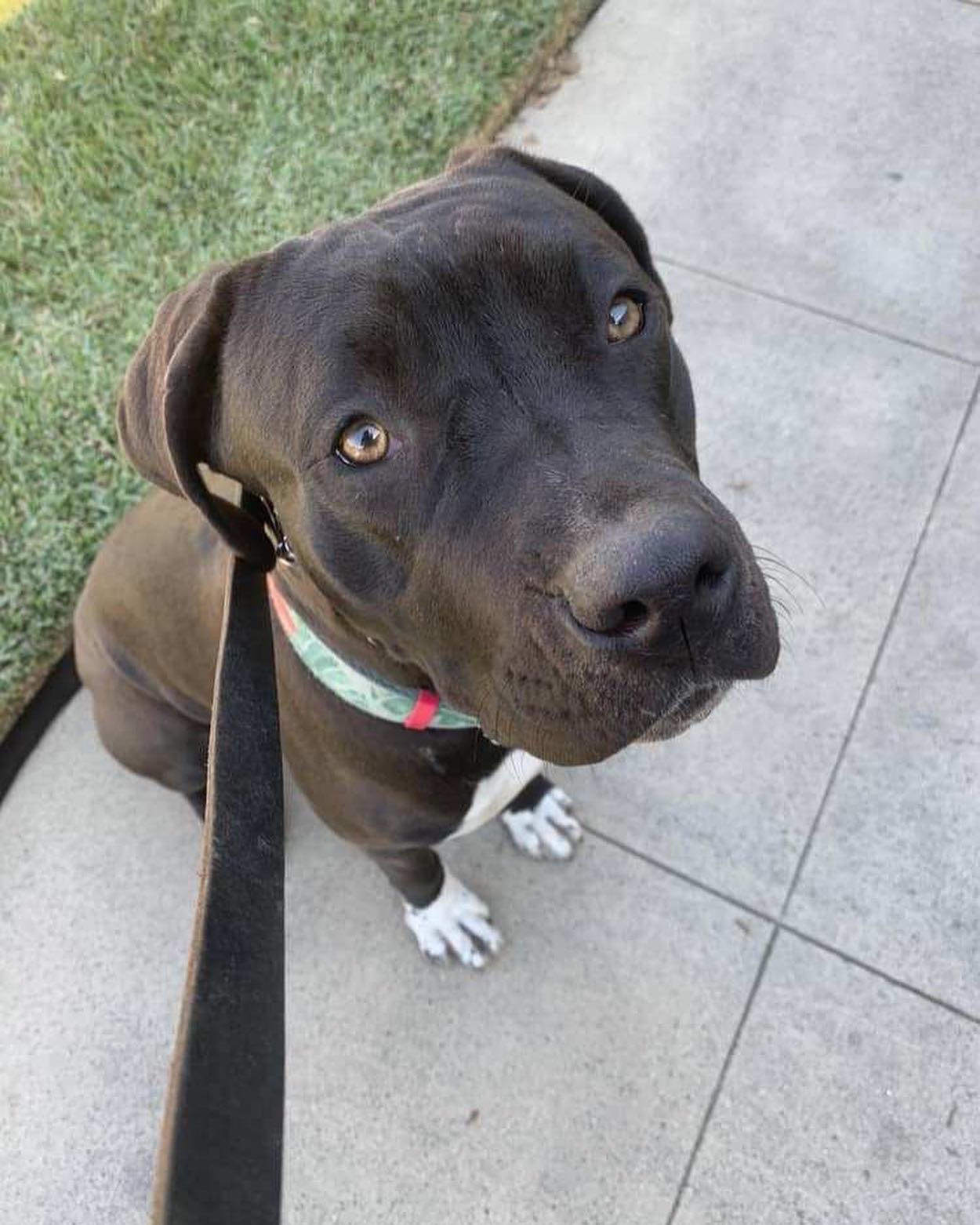 Enlarge Tessa, a Adoptable mixed breed in Huntington Beach, CA image 6/6