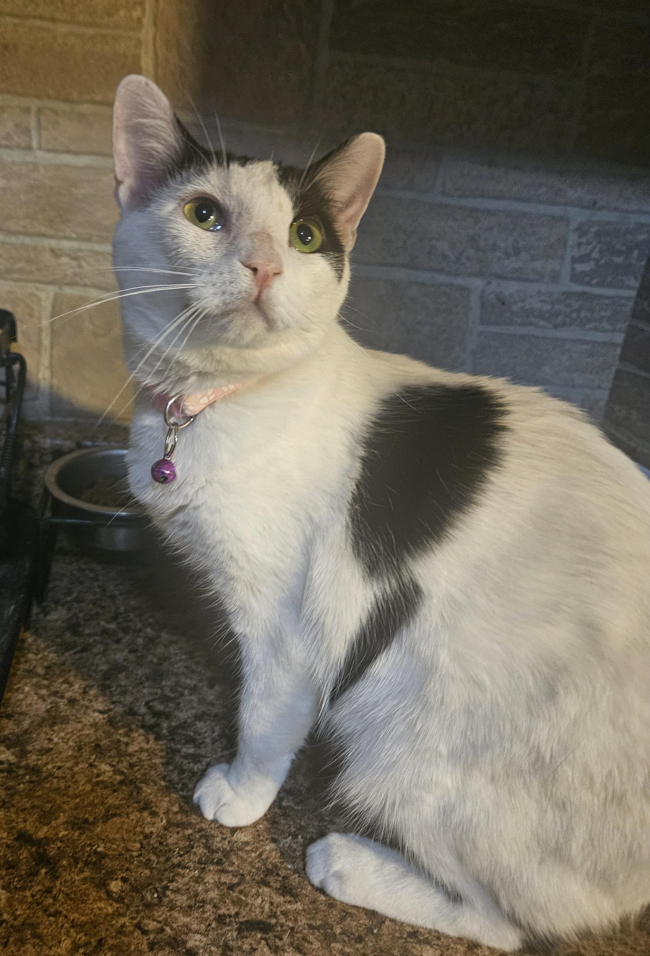 Dollie, a Adoptable mixed breed in Youngtown, AZ image 1/4