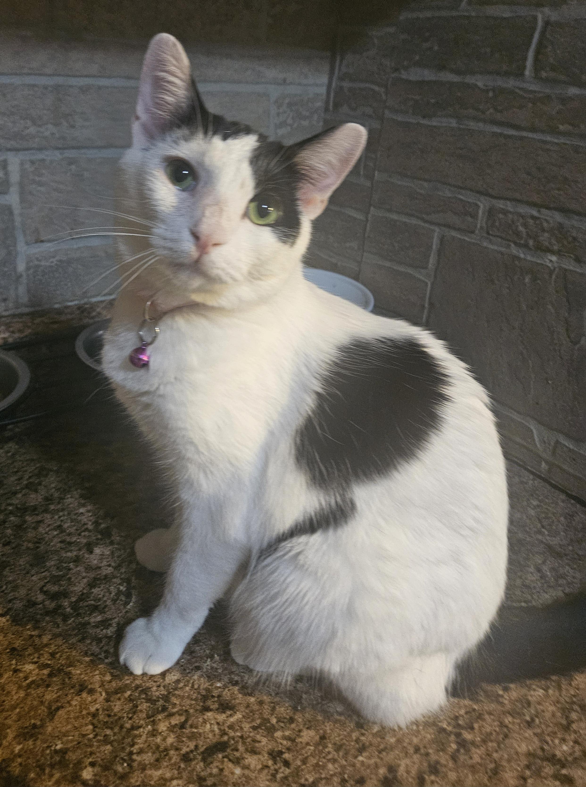 Dollie, a Adoptable mixed breed in Youngtown, AZ image 3/4