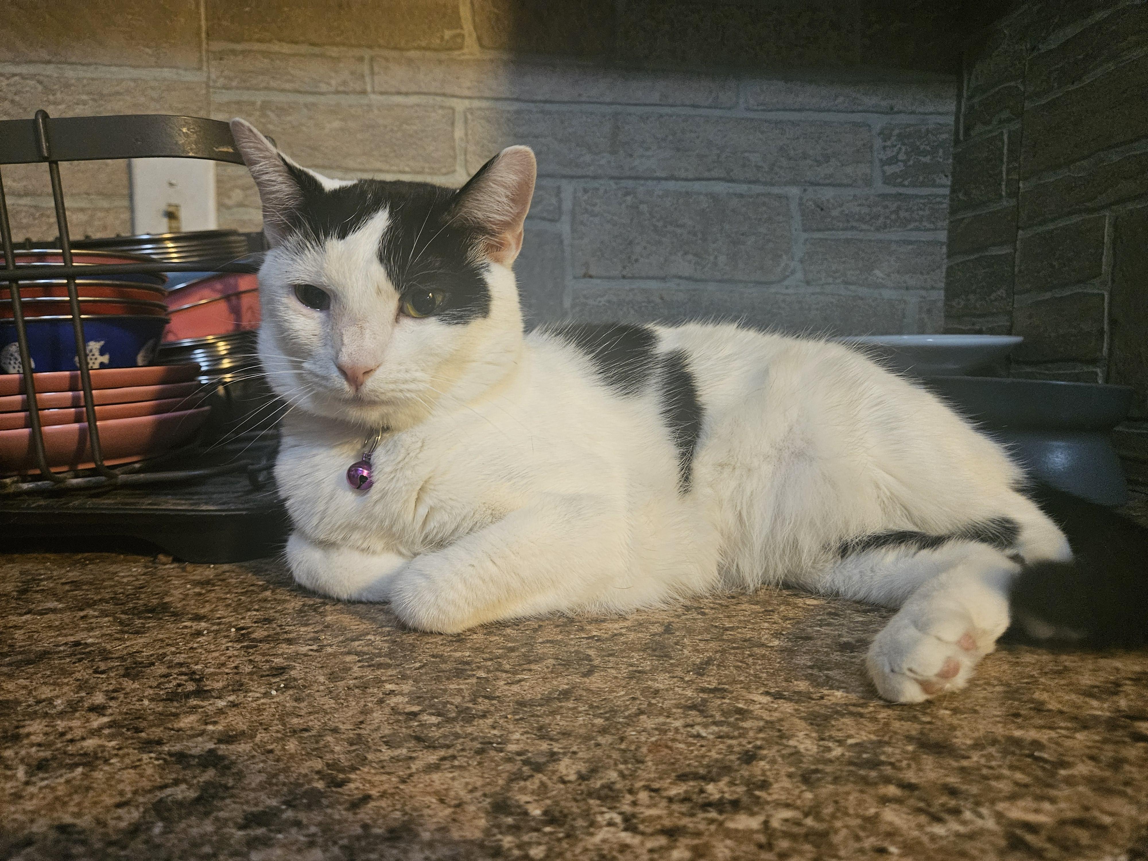 Dollie, Adoptable, Young Female Domestic Short Hair.