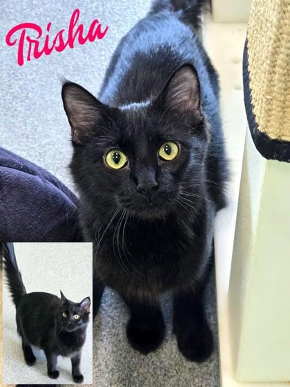 Trisha, Adoptable, Young Female Domestic Long Hair & Domestic Short Hair.
