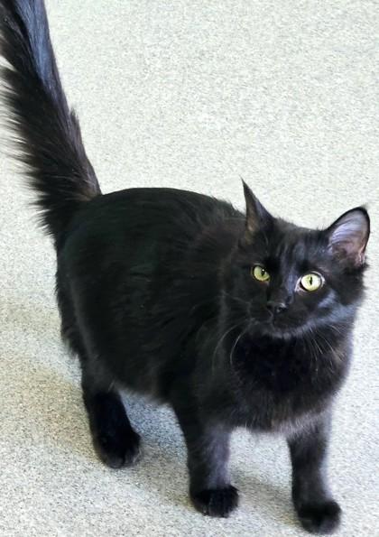 Enlarge Trisha, a Adoptable mixed breed in Longview, TX image 2/3