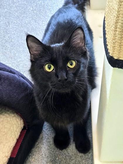 Enlarge Trisha, a Adoptable mixed breed in Longview, TX image 3/3