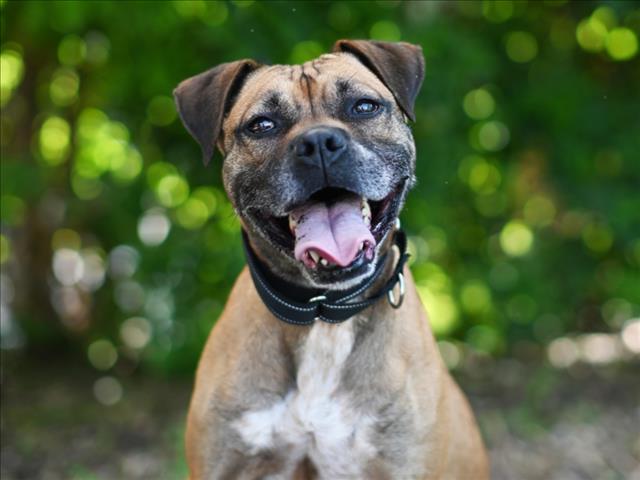 BUNNY, Adoptable, Adult Female Boxer.