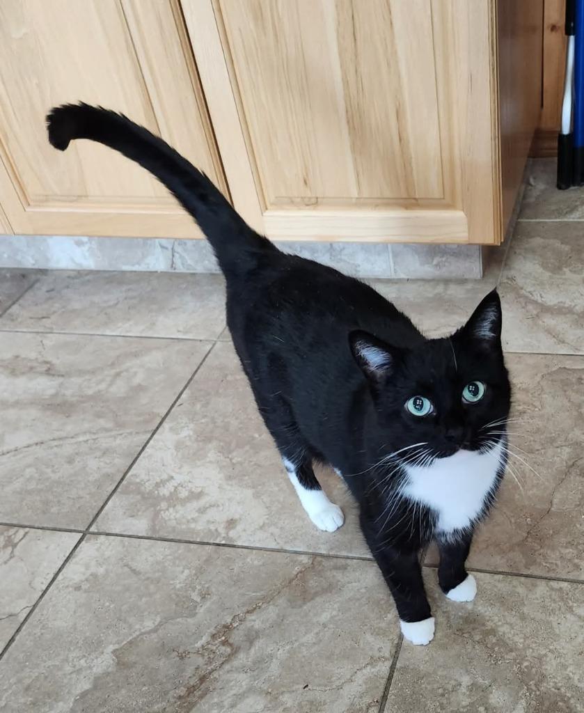 Enlarge TipToe, a Adoptable mixed breed in Eastsound, WA image 1/1