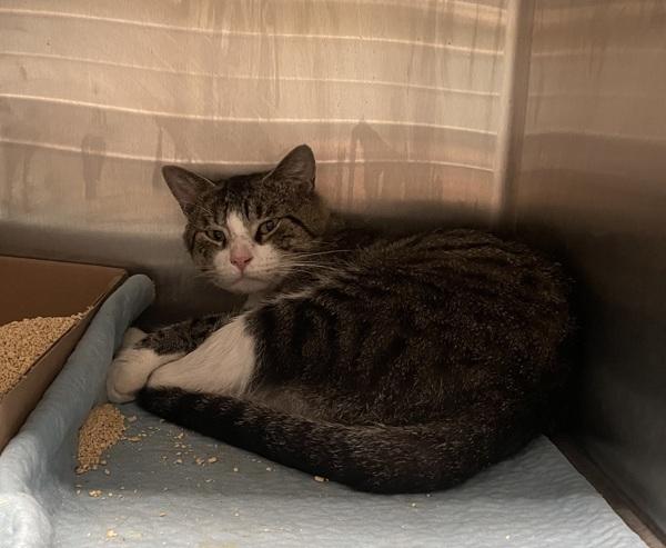Enlarge Red Bean, a Adoptable mixed breed in Ridgewood, NY image 1/1