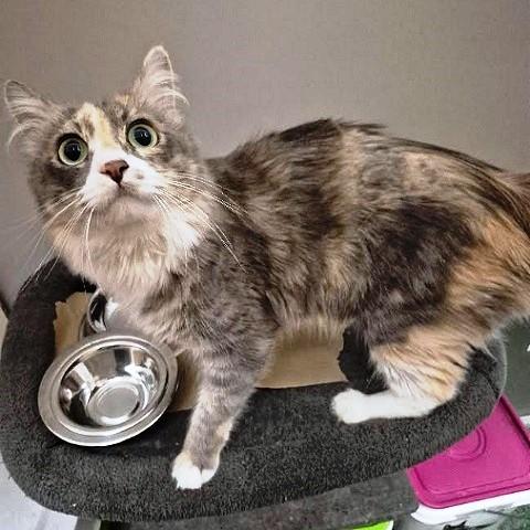 Enlarge Minerva, a Adopted Dilute Tortoiseshell in Salt Lake City, UT image 3/3