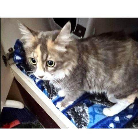 Minerva, Adopted, Adult Female Dilute Tortoiseshell.