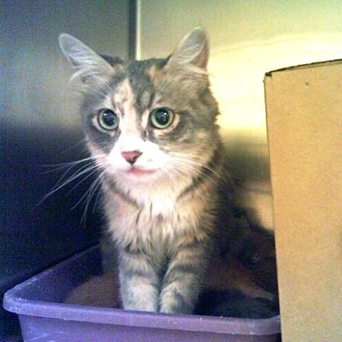 Enlarge Minerva, a Adopted Dilute Tortoiseshell in Salt Lake City, UT image 2/3