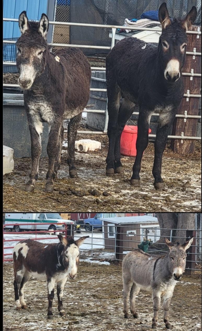 Donkeys, Adoptable, Young Male Donkey.