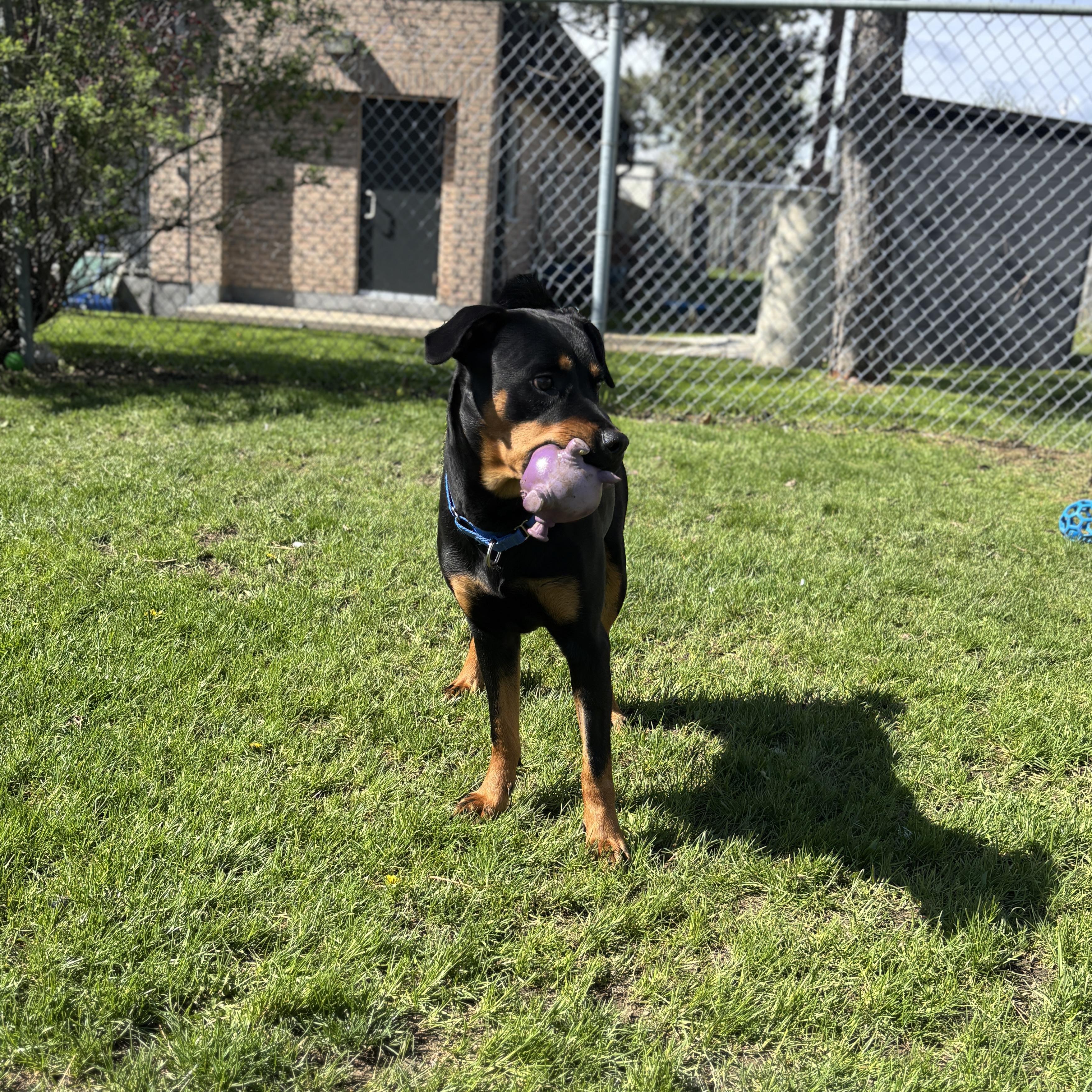 Enlarge Athena, an adoptable Rottweiler in Mississauga, ON image 6/6
