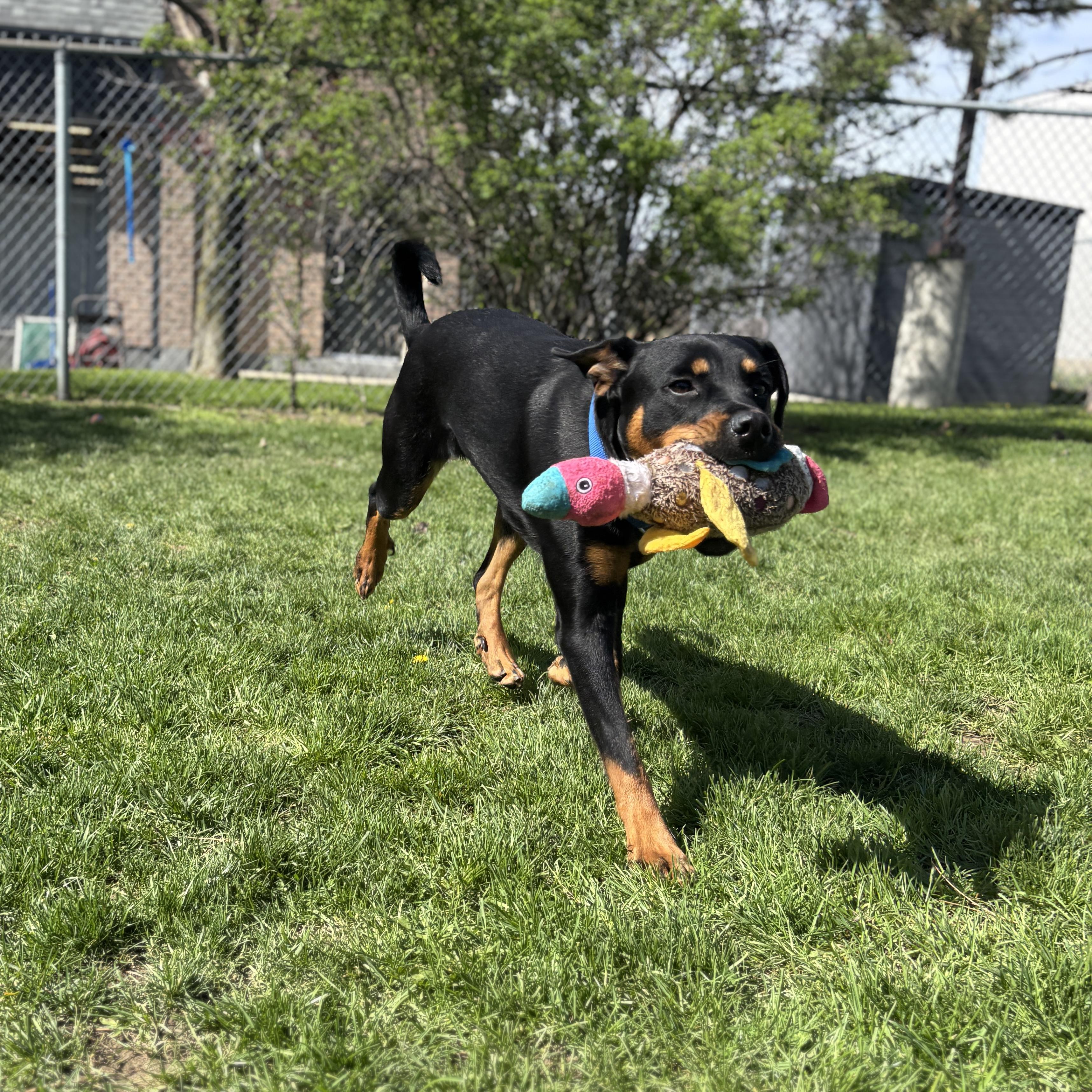 Enlarge Athena, an adoptable Rottweiler in Mississauga, ON image 3/6