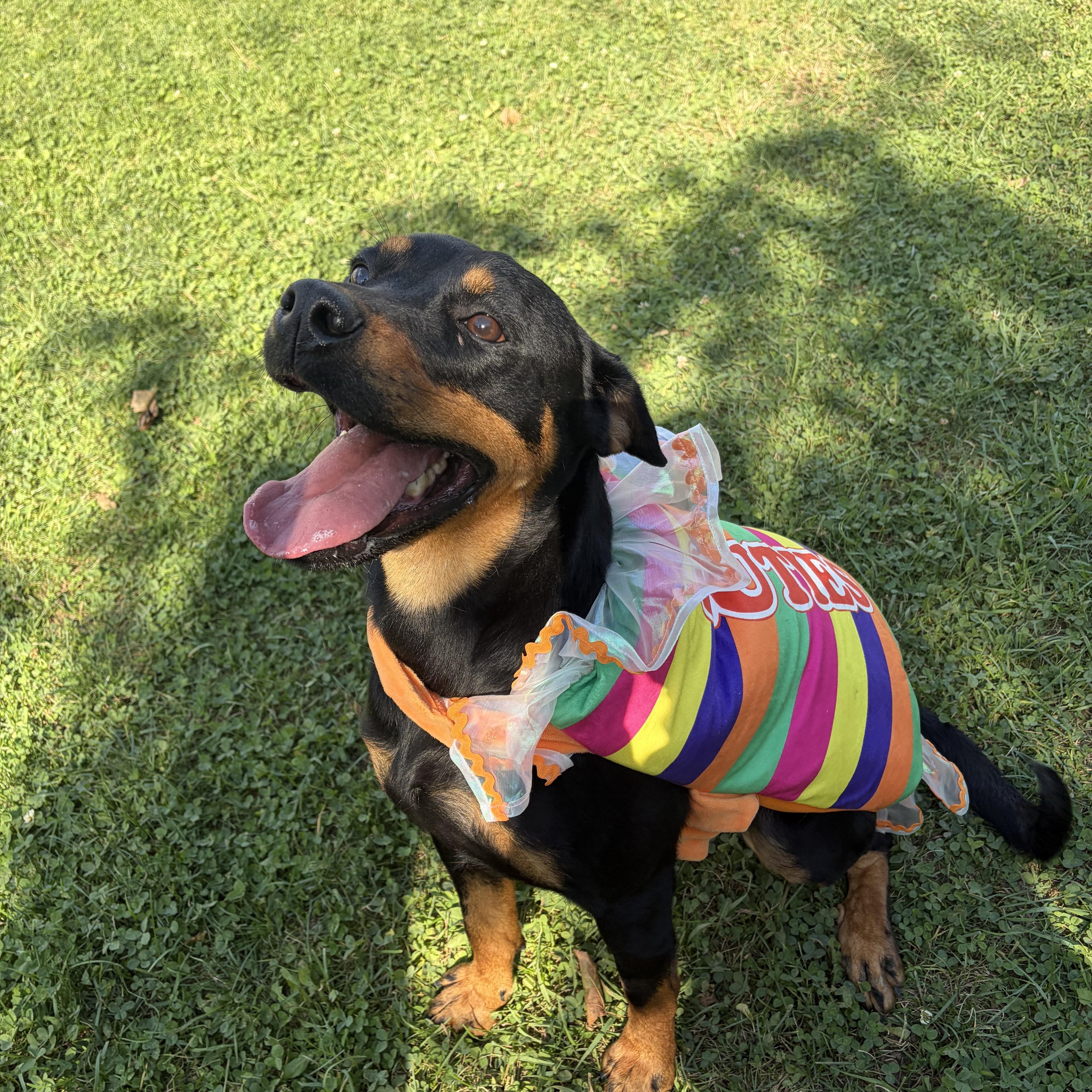 Enlarge Athena- Reduced Adoption Fee, a Adoptable Rottweiler in Mississauga, ON image 1/6