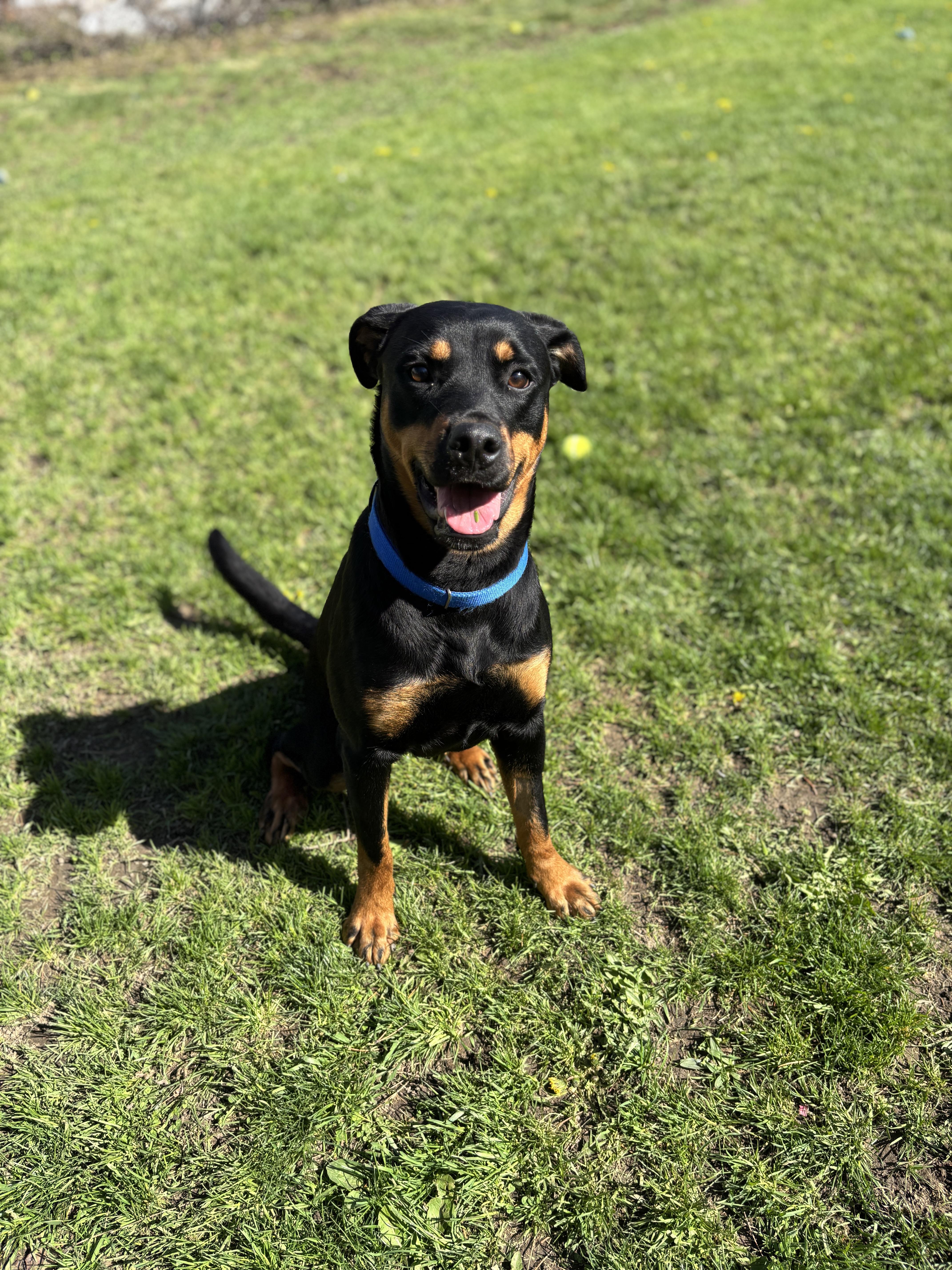 Enlarge Athena, an adoptable Rottweiler in Mississauga, ON image 5/6