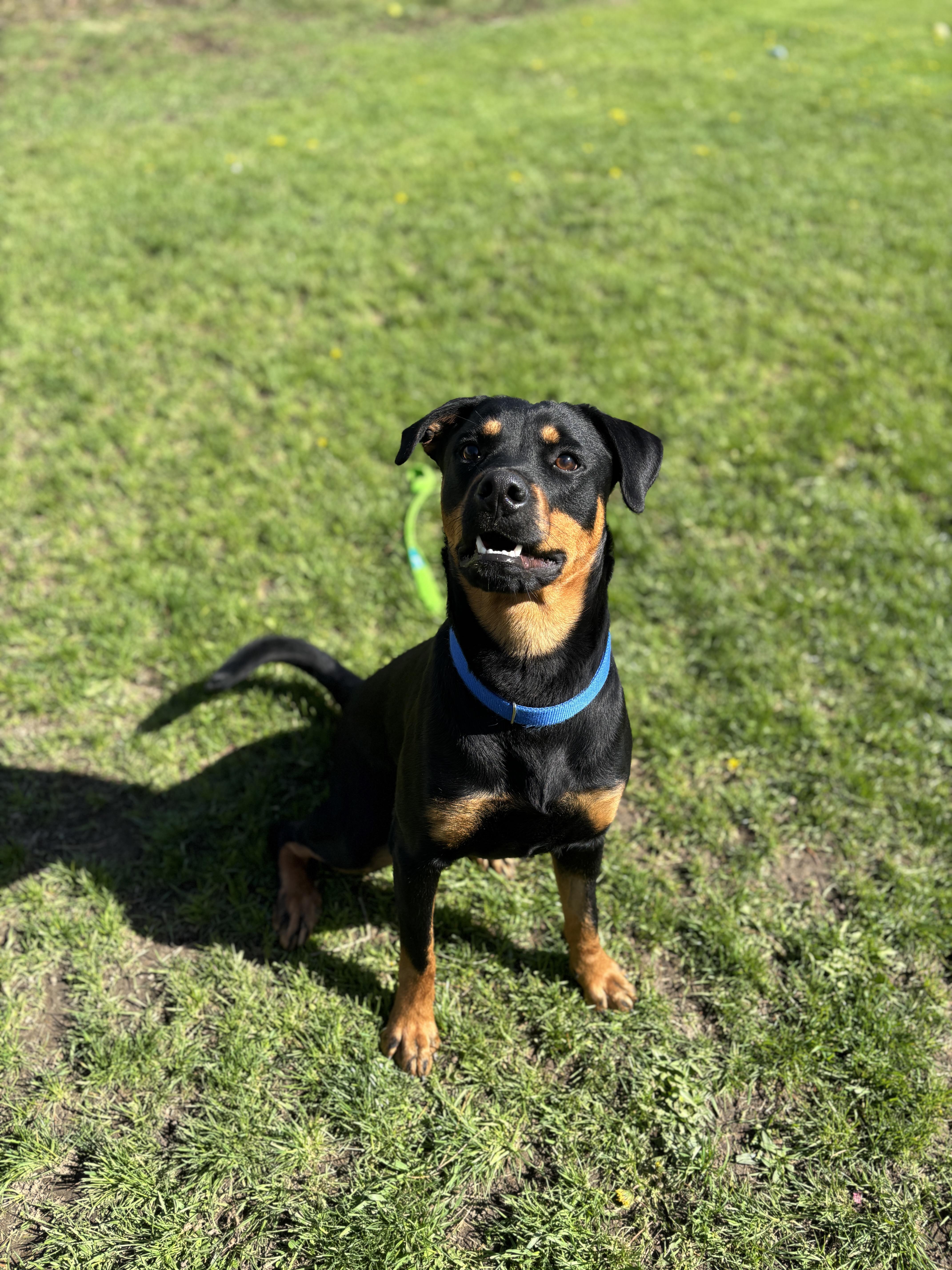 Enlarge Athena, an adoptable Rottweiler in Mississauga, ON image 4/6