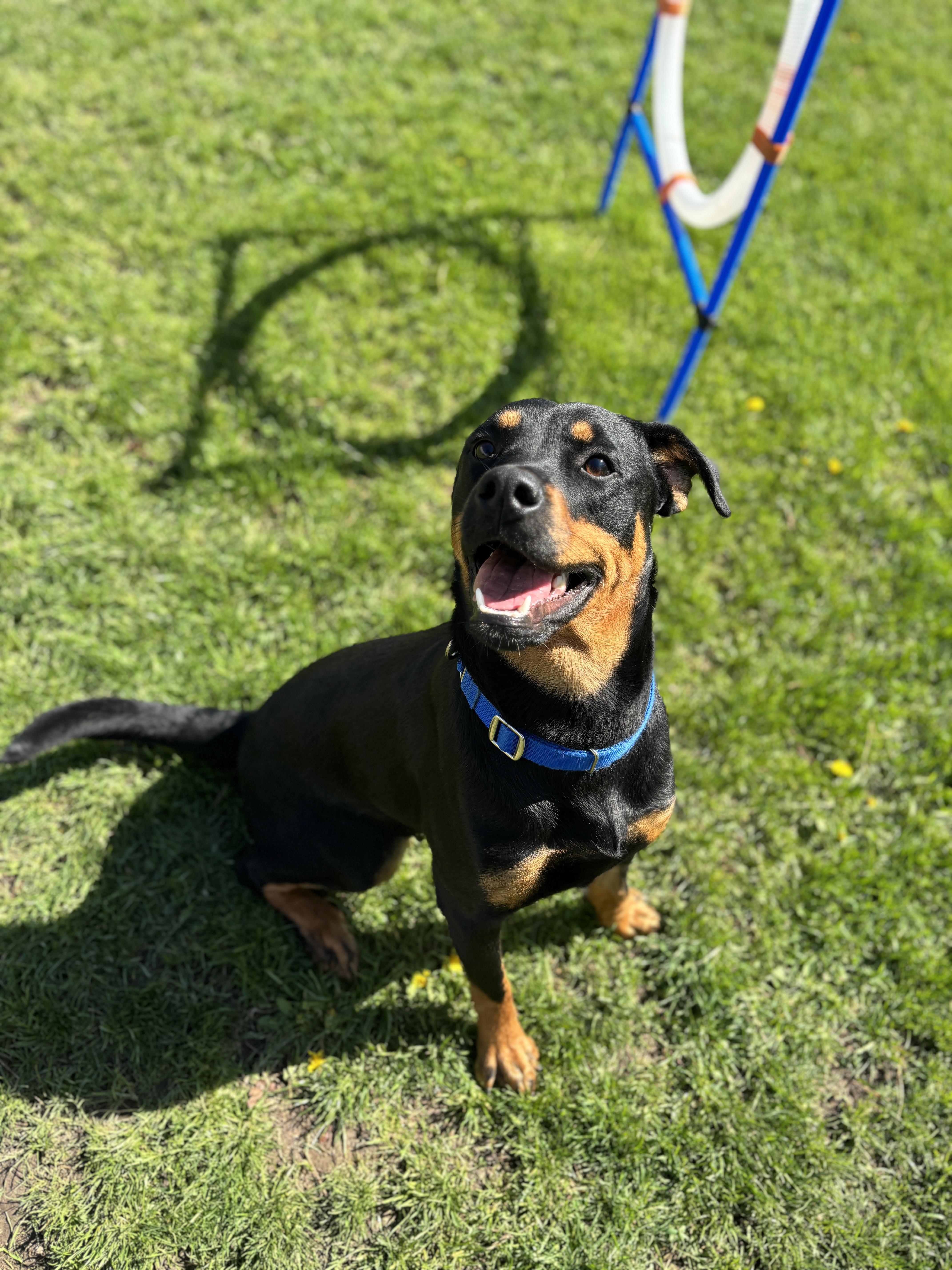 Athena, adoptable, Adult Female Rottweiler.