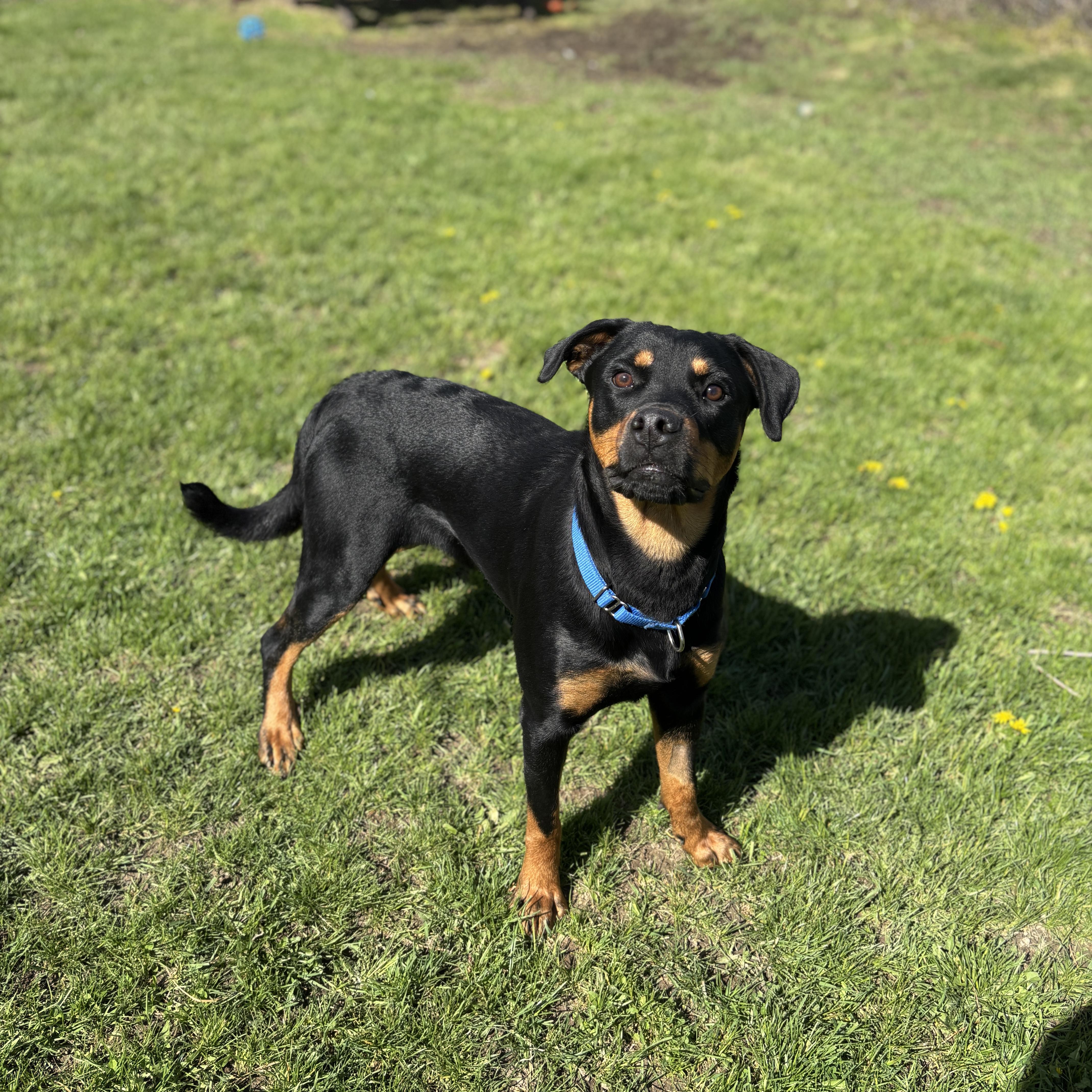 Enlarge Athena, an adoptable Rottweiler in Mississauga, ON image 2/6