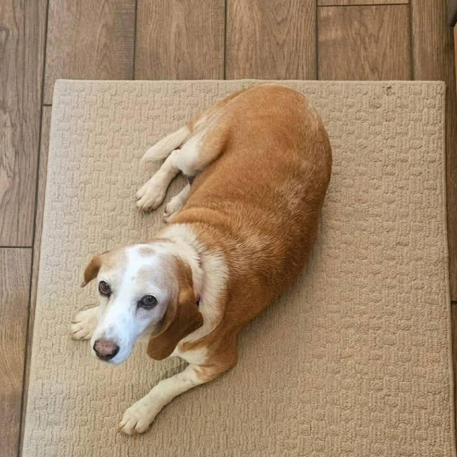 Enlarge Cassie, a ADOPTABLE mixed breed in Lexington, KY image 4/4