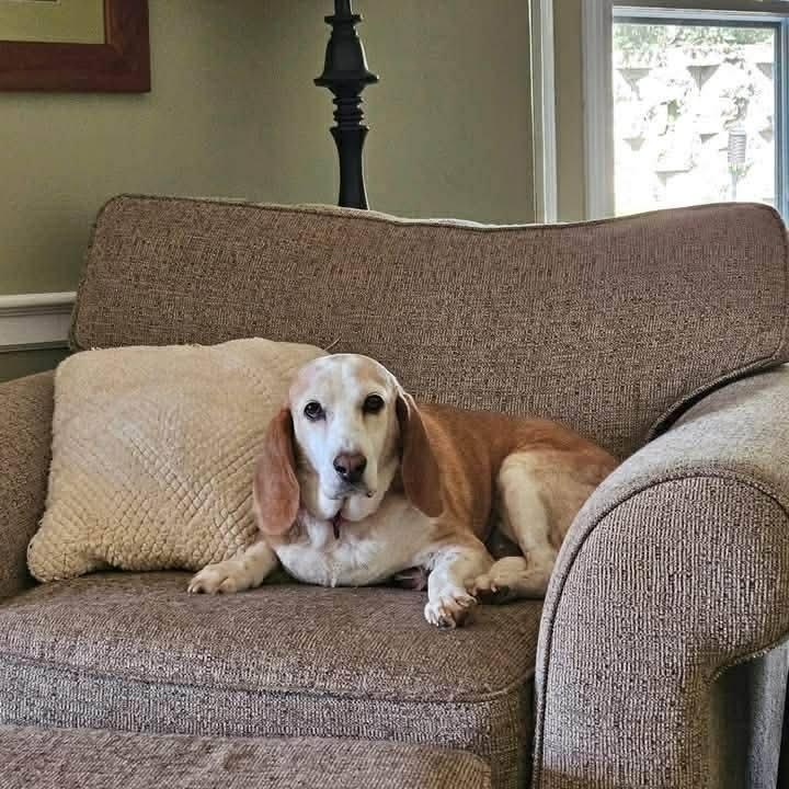 Enlarge Cassie, a ADOPTABLE mixed breed in Lexington, KY image 3/4