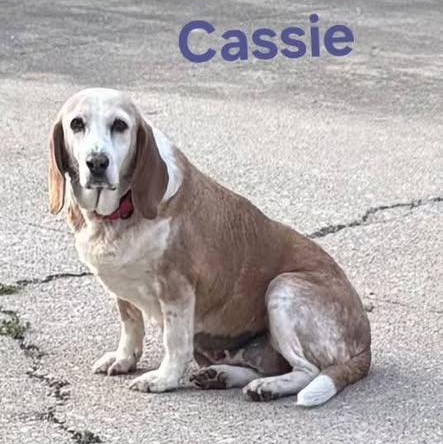 Enlarge Cassie, a ADOPTABLE mixed breed in Lexington, KY image 1/4