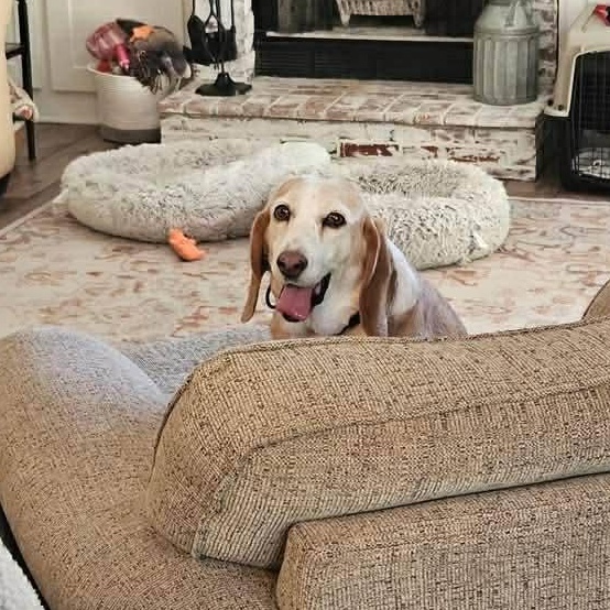 Enlarge Cassie, a ADOPTABLE mixed breed in Lexington, KY image 2/4