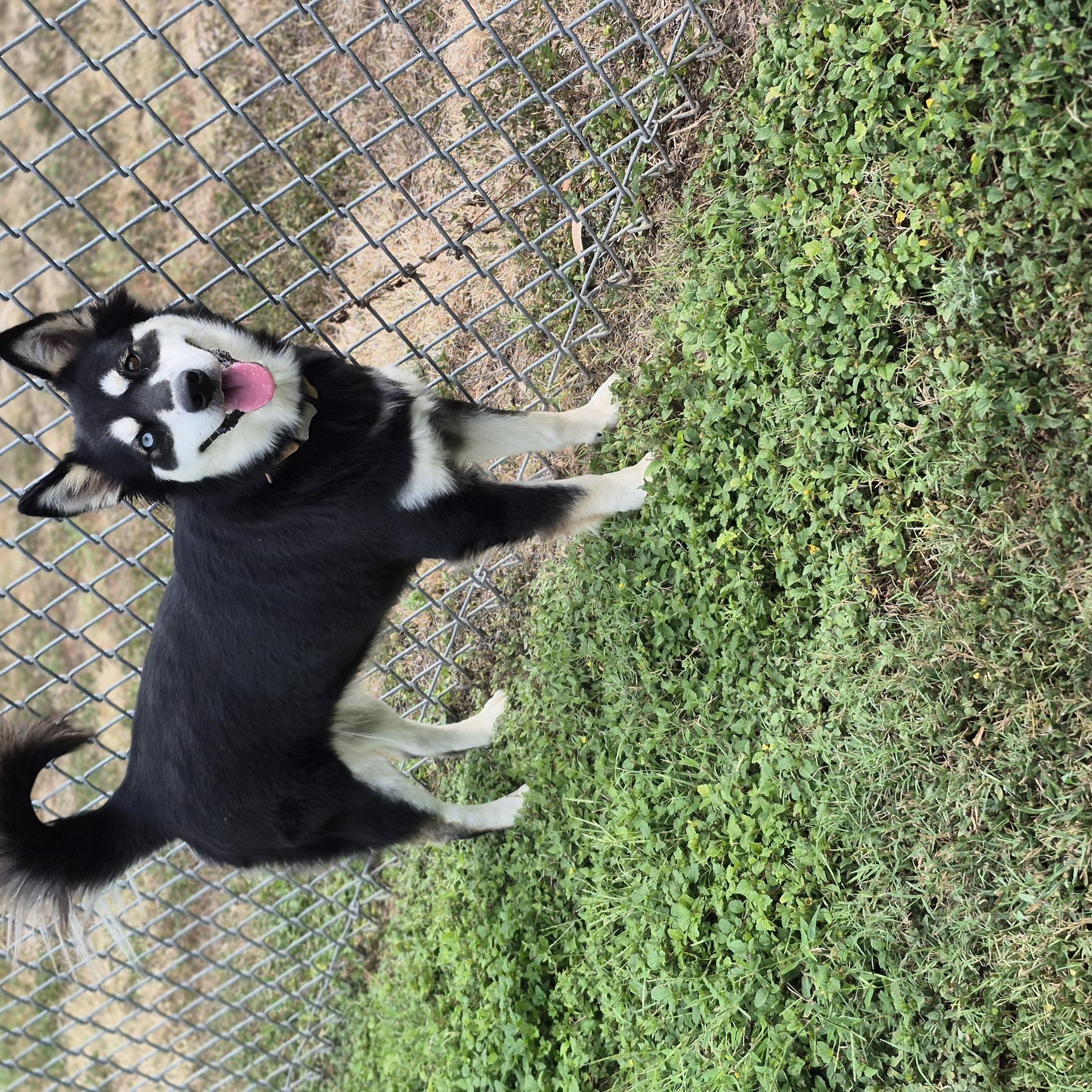 Enlarge Pickleball, a Adoptable mixed breed in Schertz, TX image 3/4