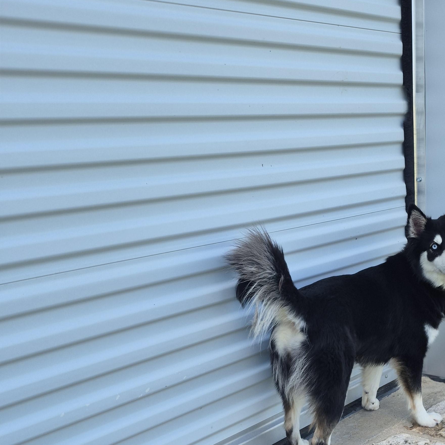 Enlarge Pickleball, a Adoptable mixed breed in Schertz, TX image 2/4