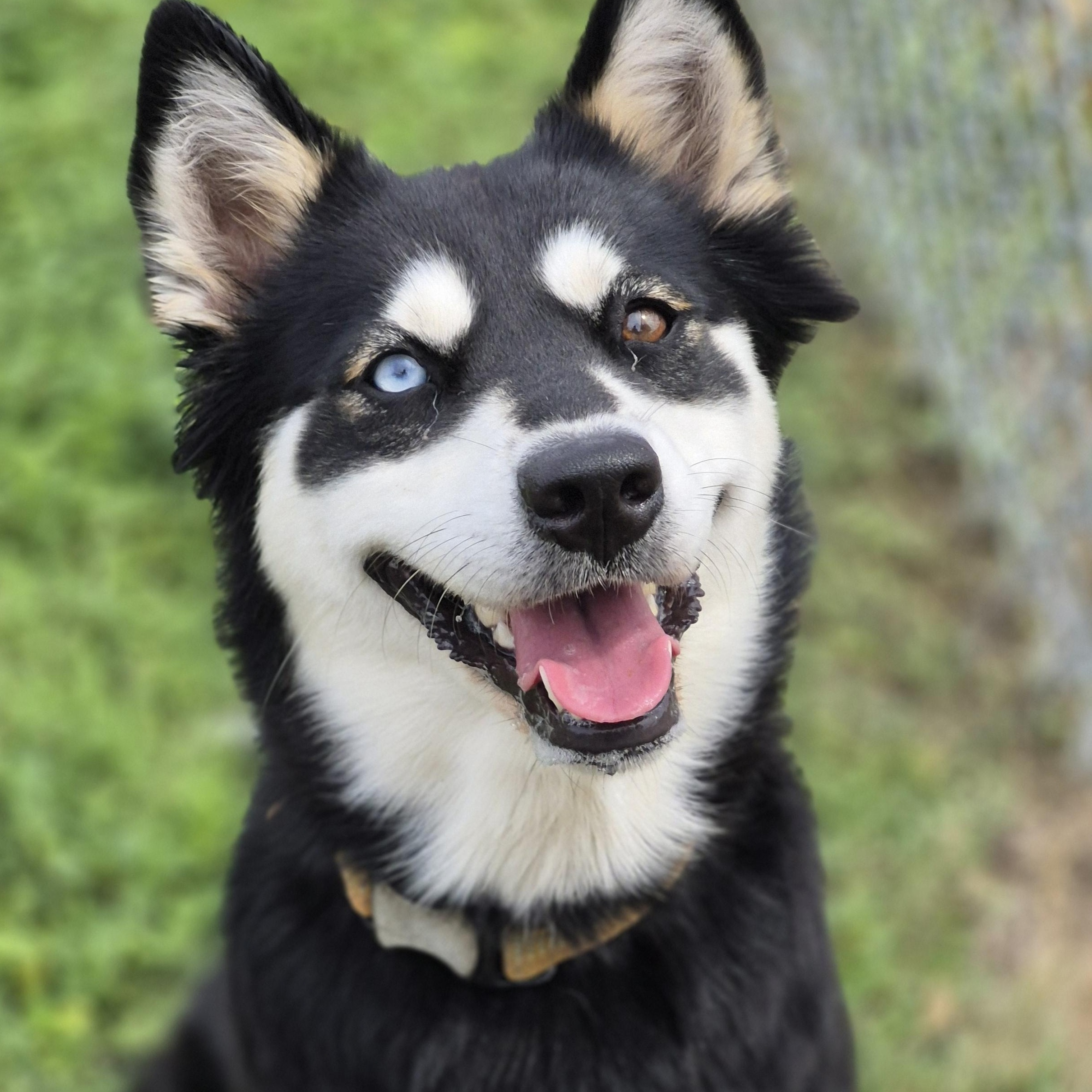 Pickleball, Adoptable, Adult Female Husky.