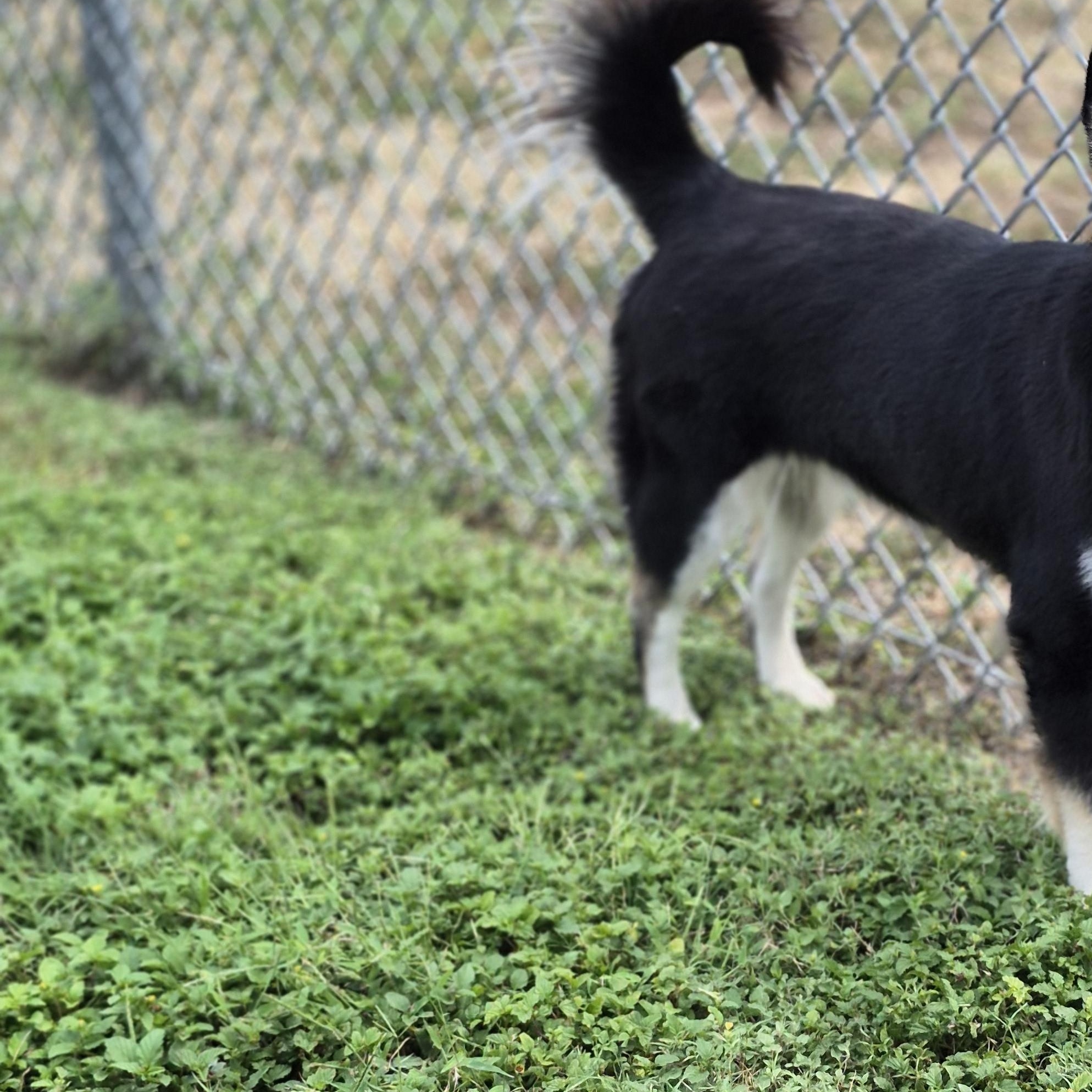 Enlarge Pickleball, a Adoptable mixed breed in Schertz, TX image 4/4