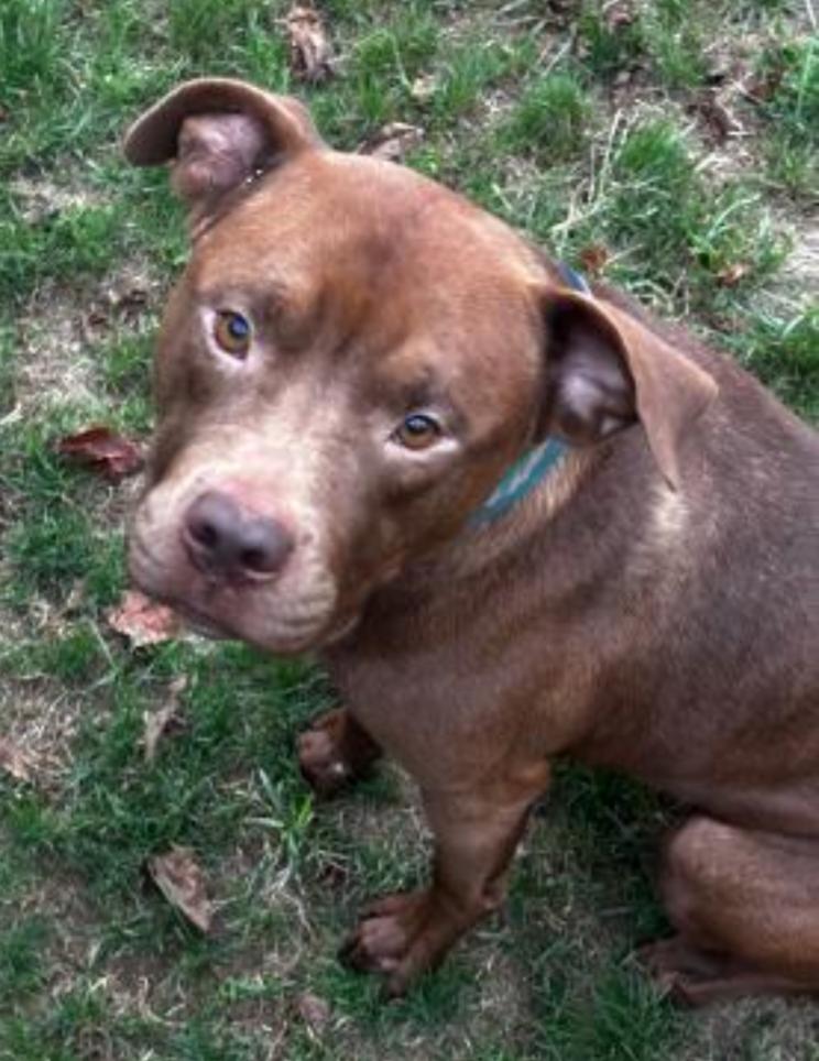 Enlarge TATER, a Adoptable mixed breed in Carroll, OH image 1/4