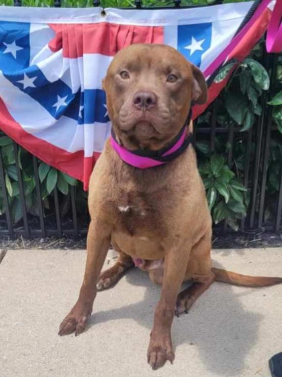 Enlarge TATER, a Adoptable mixed breed in Carroll, OH image 3/4