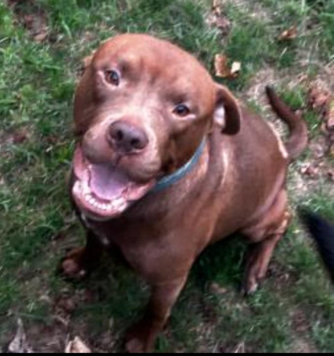 Enlarge TATER, a Adoptable mixed breed in Carroll, OH image 2/4