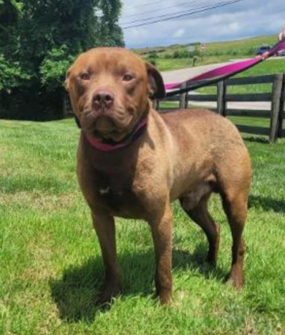 Enlarge TATER, a Adoptable mixed breed in Carroll, OH image 4/4