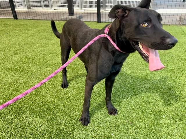 Enlarge COWBOY*, a Adoptable mixed breed in Garland, TX image 1/1