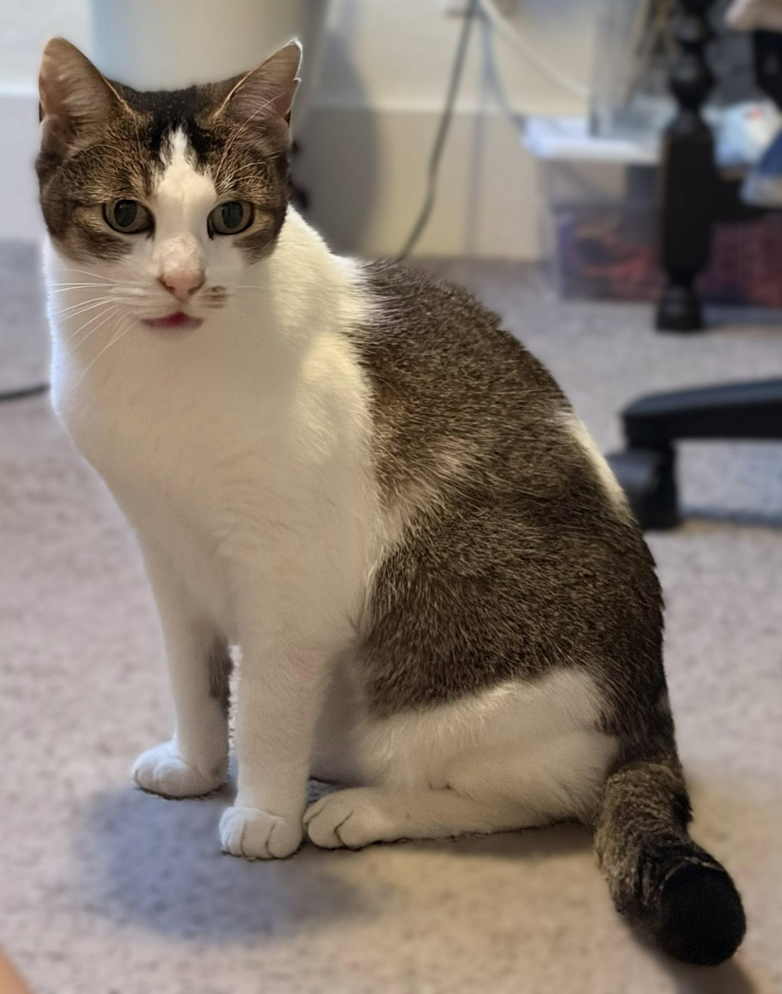 Lily (Bonded with Petunia), Adoptable, Senior Female Domestic Short Hair.