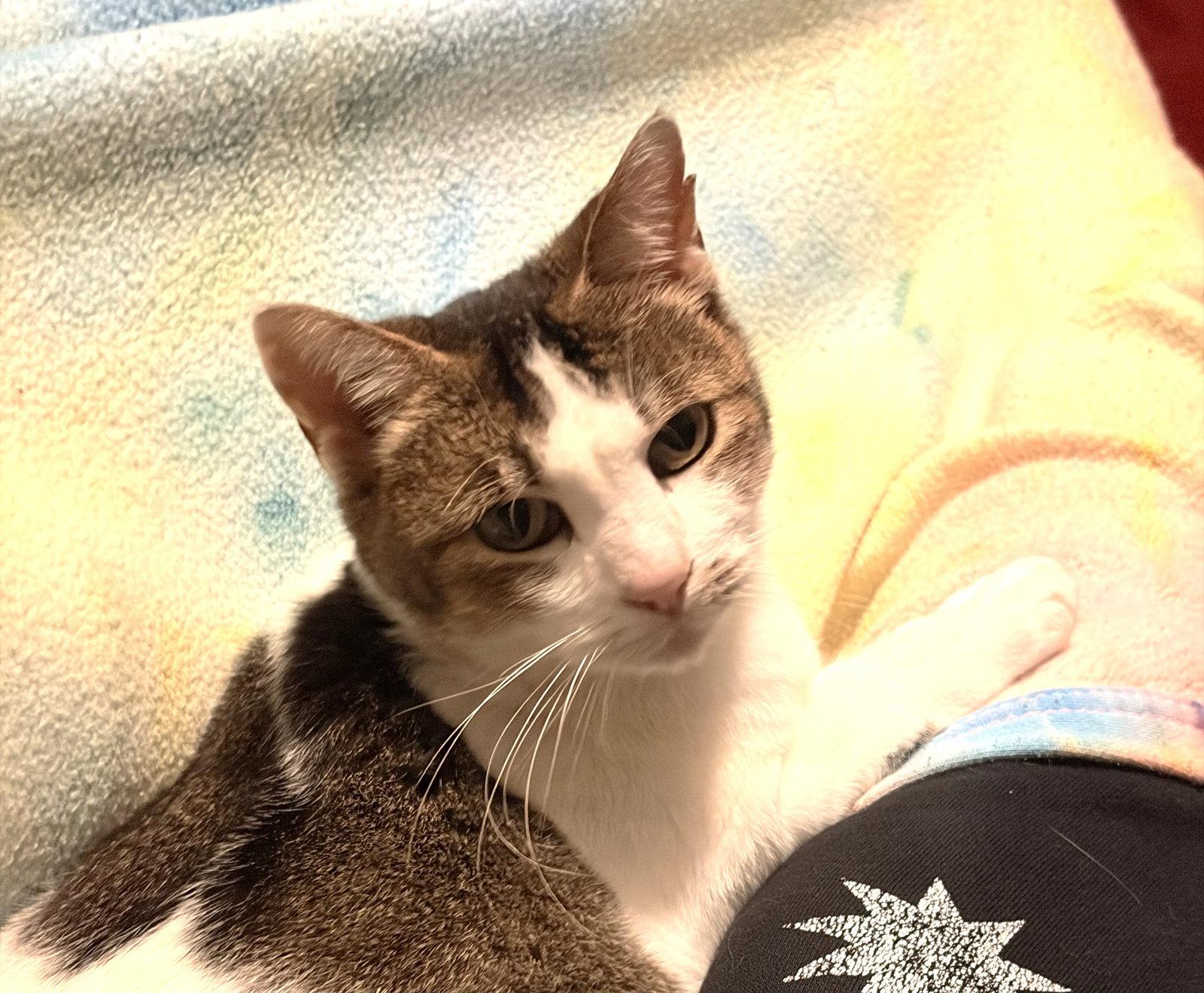 Enlarge Lily (Bonded with Petunia), a Adoptable Domestic Short Hair in Oakland, CA image 2/3