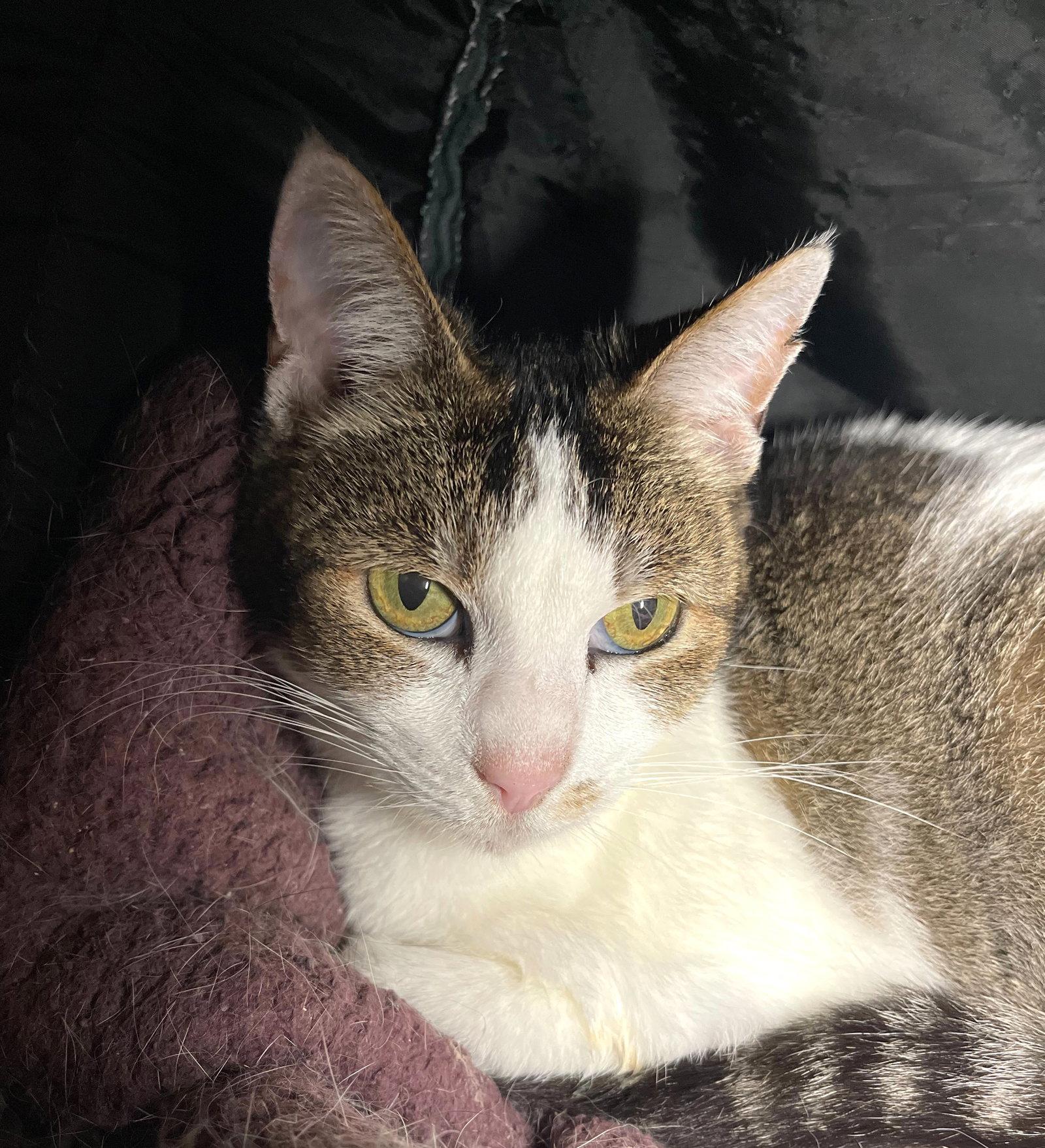Lily (Bonded with Petunia), Adoptable, Senior Female Domestic Short Hair.